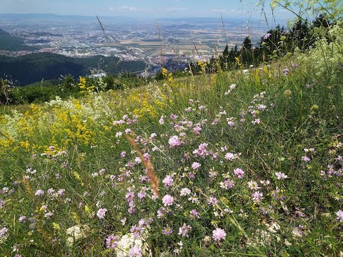 Paragliding - Bunloc Sacele