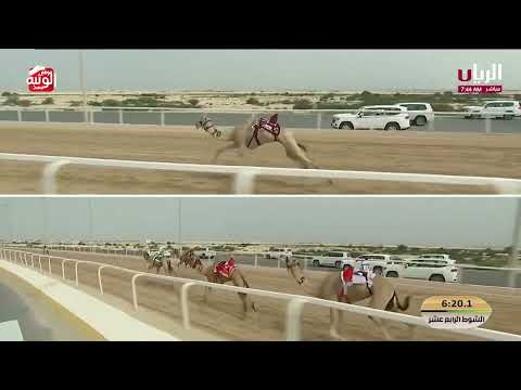  ش 14 (لعيب) لـ هجن أم الزبار 9:01:73  ، مهرجان ختامي الشحانية 2026/04/24 إيذاع