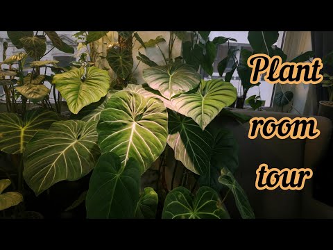 Plant Room Tour | Meine seltenen Zimmerpflanzen (Teil 1)