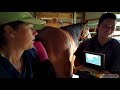 All About Horse Breeding With Specialist Dr Jenni Grimmett