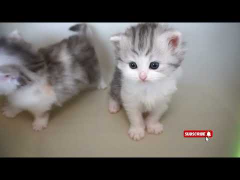 a group of kittens crying meow meow #cat #cute