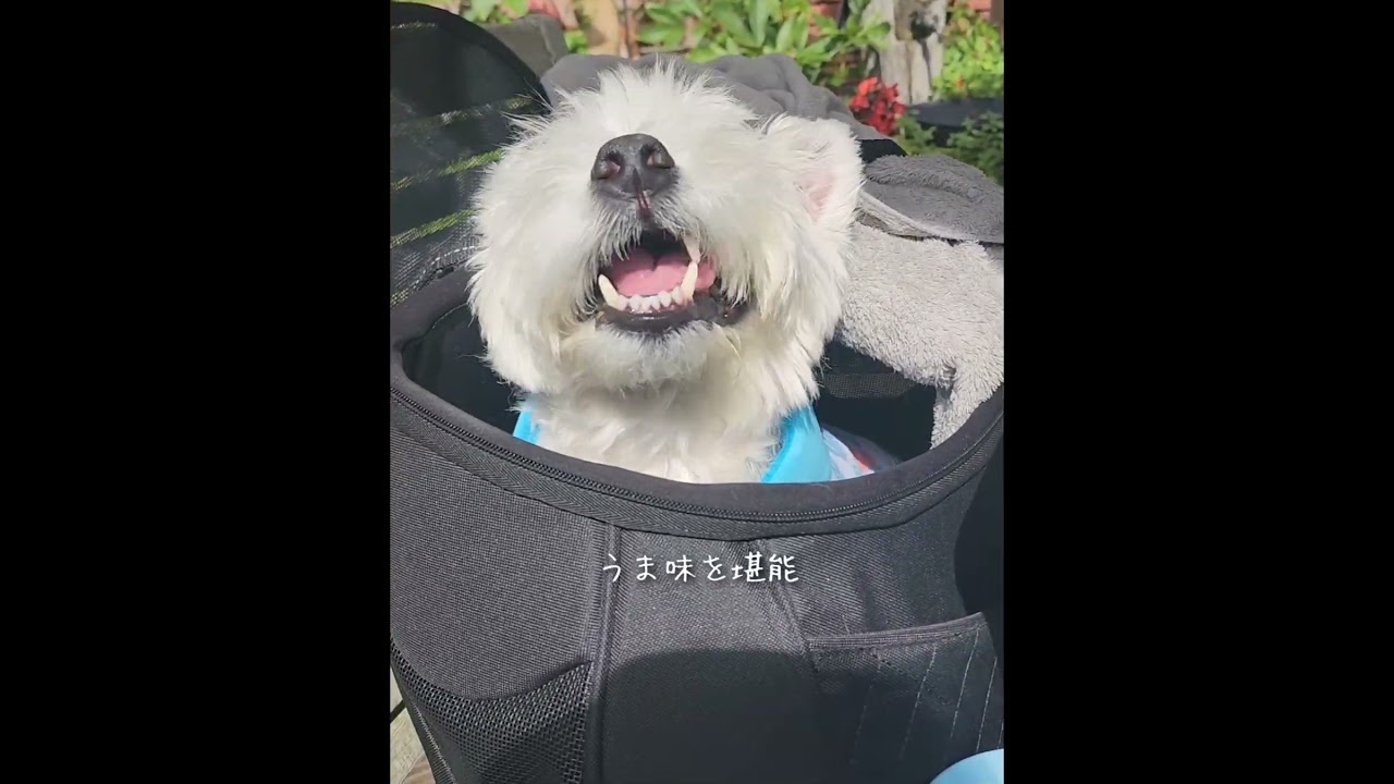 噛む犬　#dog #westhighlandwhiteterriers