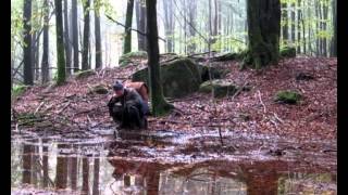 preview picture of video 'Hike in Åkulla beech forest.'