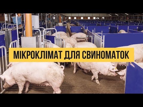 Мікроклімат для свиноматок