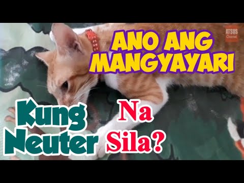 What Will Happen To Cat After Neuter?