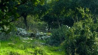 Royalty Free Stock Video Footage of windy Carmel mountain forest shot in Israel at 4k with Red.