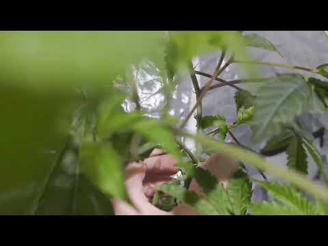 ZOWAHH @karmagenetics WEEK 2 VEG DIFFERENT PHONEOS RDWC GROW PH , EC PERFECT! ALL IS GOIN GREAT.