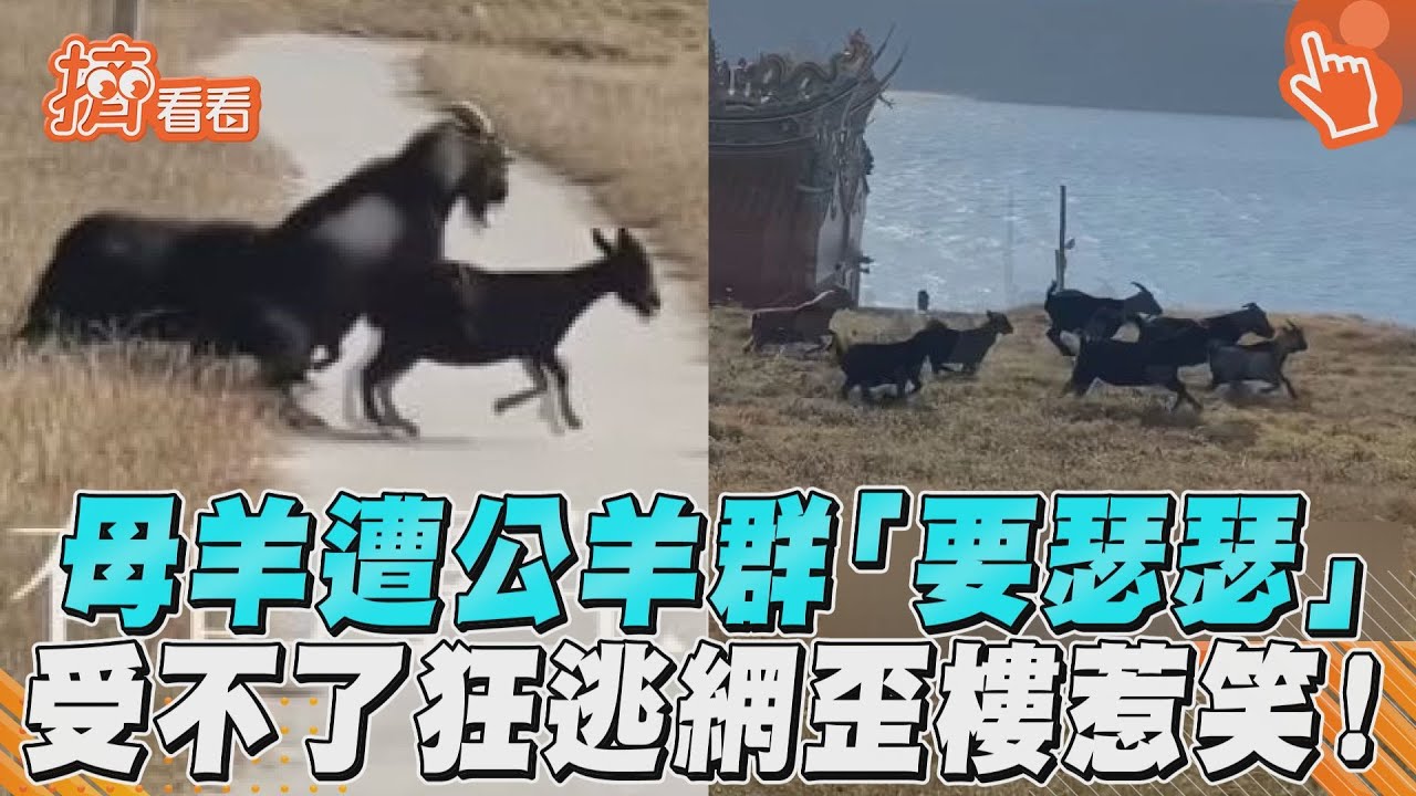 影音/「羊」很難受!母羊遭公羊群「討愛」 受不了狂逃被目擊