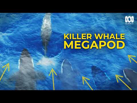 Skinned Alive: The Disturbing Way Killer Whales Eat Beaked Whale