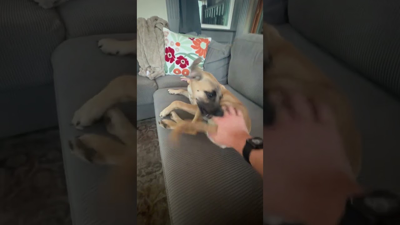 Enlarge Lexus, a Adoptable mixed breed in Silvana, WA video 7/7