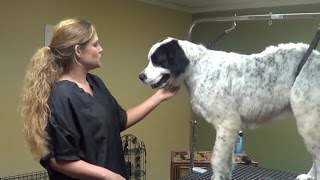 How to Shave a Large Breed Dog - Do-It-Yourself Dog Grooming