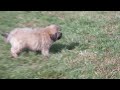 Shihpoo dogs for sale: Baker - Video 1
