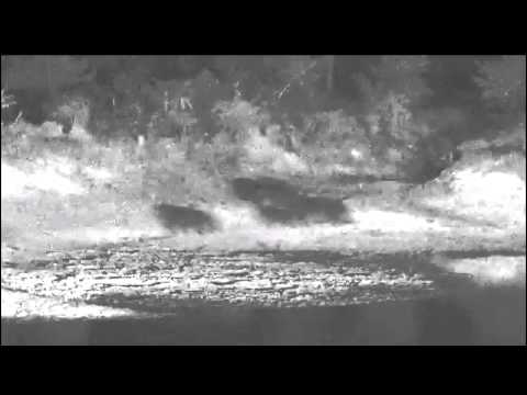 Four Hippos Leaving Djuma Waterhole (24th June 2015)