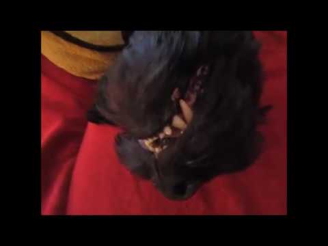 Briard: Couch Potato, diese Schlafmütze bekommt nichts vom Filmen mit