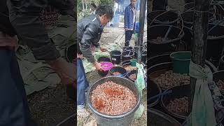 Download lagu Puluhan ember Daging Babi masak Saksang #soit mp3