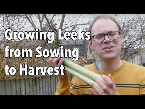 Growing Leeks from Sowing to Harvest