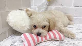 ハーフ犬の動画01