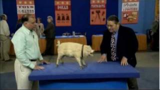 The human race is clearly in a pretty serious decline. Regardless, this smug toy-pig owner finding out that his absurd contraption is worth actual dollars is Antiques Roadshow at its finest. Masterful. (Via.)