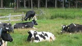 preview picture of video 'Cows are resting / Lehmät lepäävät'
