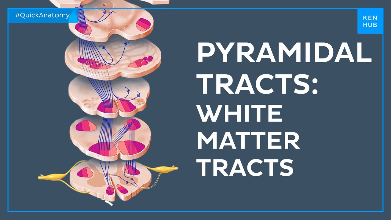 Pyramidal tracts: White matter tracts - Quick Anatomy | Kenhub