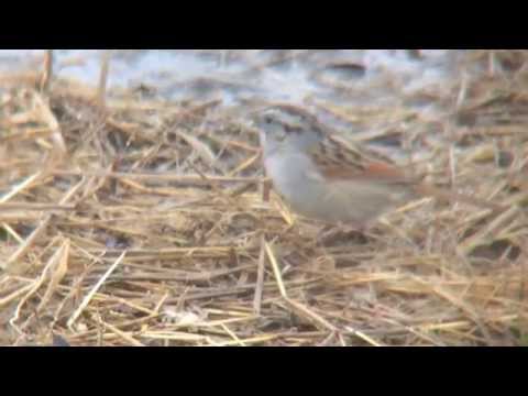 Strnádlik močiarny (Melospiza georgiana) — správanie, biotop a hlas