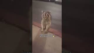 Imagine you offer a raccoon a Dorito and he does this 😭