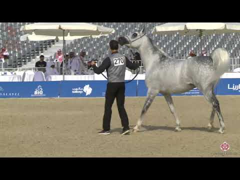 N 270 YAASOUP AL MUAWD   Asharqia Arabian Horse Classic 2020   Stallions 4 6 Years Old Class 10B