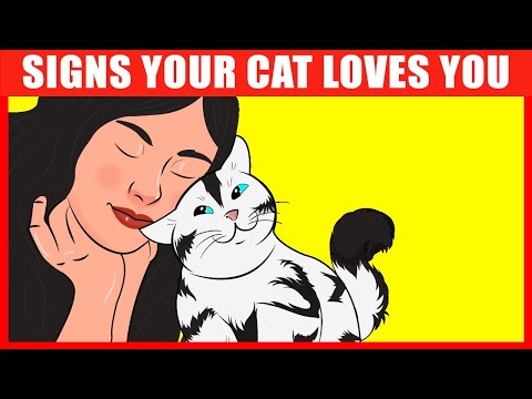 14 Unmistakable Signs Your Cat Really Loves You - YouTube