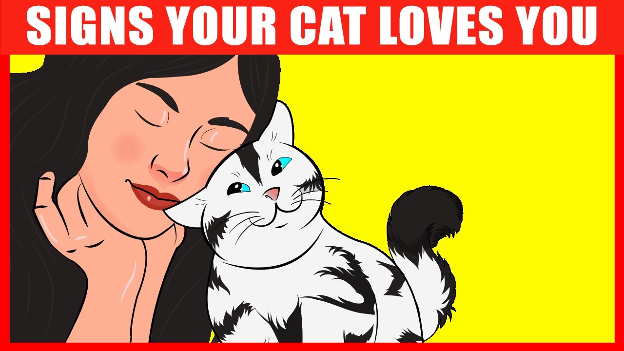 Do cats know they are loved?