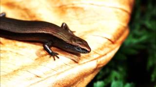 Garden Tasmania..... In my Tasmanian garden