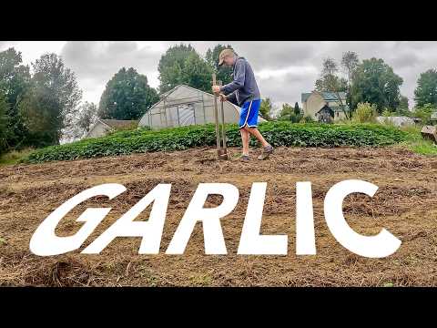 The Secrets Behind Our Garlic Planting Techniques