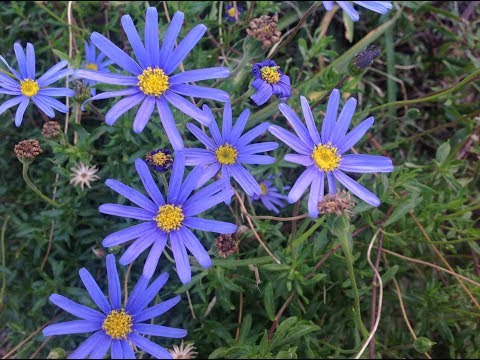 , title : 'Cuidados y reproducción de la Margarita Azul /Agathea coelestis / Felicia / Agatea / Aster'