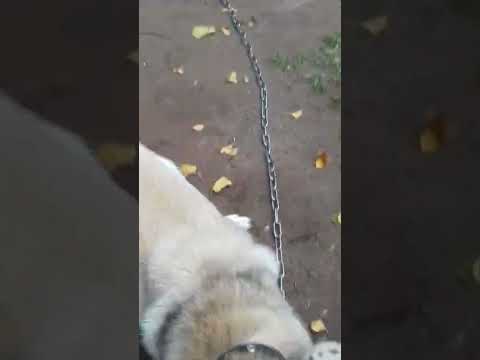 Vierche 2022 m. rugsėjo 19 d.