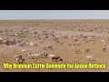 How Thousands Of Brahman Cattle Are Farmed In Western Australia