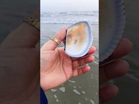 #seatreasures #seashells #beach #beachlifevibes #beachcombing