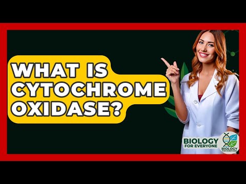 What Is Cytochrome Oxidase? - Biology For Everyone