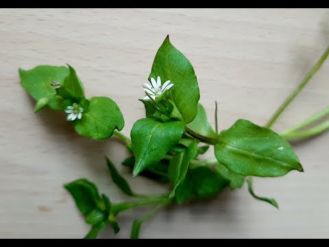 Wildkräutersalat mit Frühlingskräutern