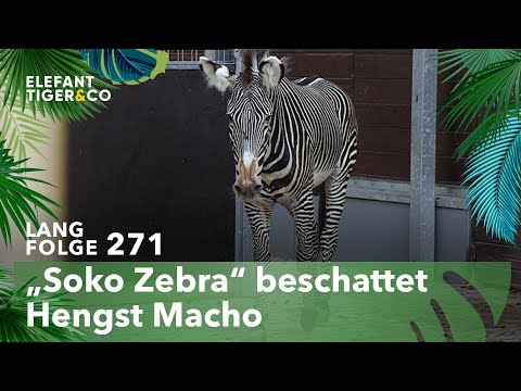 Soko Leipzig (Langfolge 271) | Elefant, Tiger & Co. | ARD