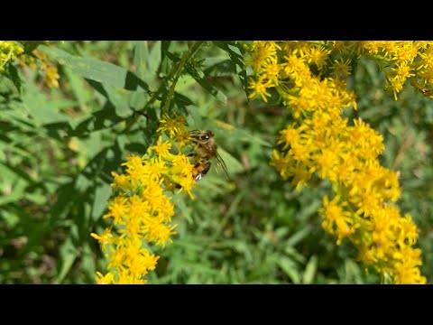 Little Rascal/I’ll Always Remember Piano Solo - Toshifumi Hinata (Aerofli Remaster)