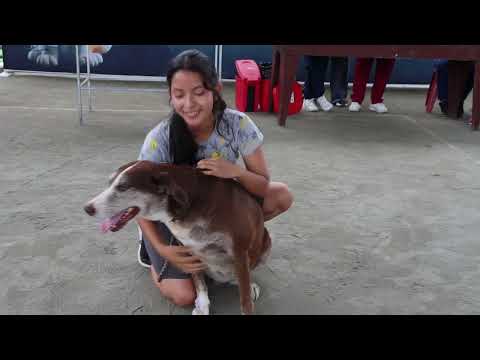 DENUNCIA MALTRATO ANIMAL TENA - ALLYTV NAPO