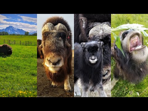 Welcome to the Musk Ox Farm!