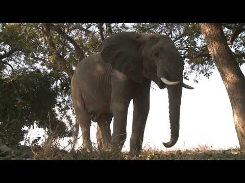 Wild Elephants in our campsite.