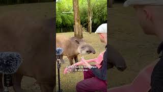 This man starts singing, and the animals’ reaction is better than any applause ❤️🥹 @plumesofficiel