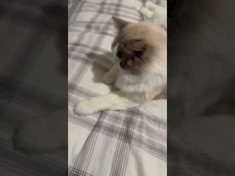 Cats Relaxing On my Guest Room Bed #catlover #cats #catvideos | Ghure Ashi
