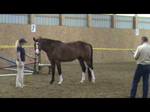 Amazing 2005 Balou du Rouet/Voltaire RPSI Approved stallion