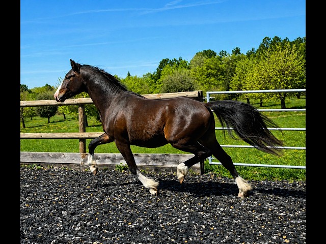 Hengst Franse rijpony PFS Te koop 2024 Bruin / Bai