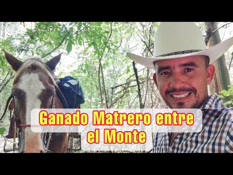 BATALLAMOS muchísimo para SACAR las VACAS del MONTE