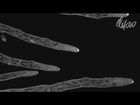 Daniel Solar - State Of Bliss [DIKSOF017]