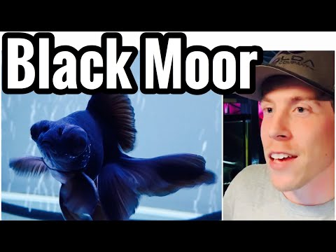 Black Moor Goldfish Care - Tank Mates, Size, & Food