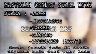 Download lagu MASTERAN CENDET/PENTET SUARA UNIK/ANEH AYAM AMBULANCE TOKEK KUCING LYREBIRD mp3